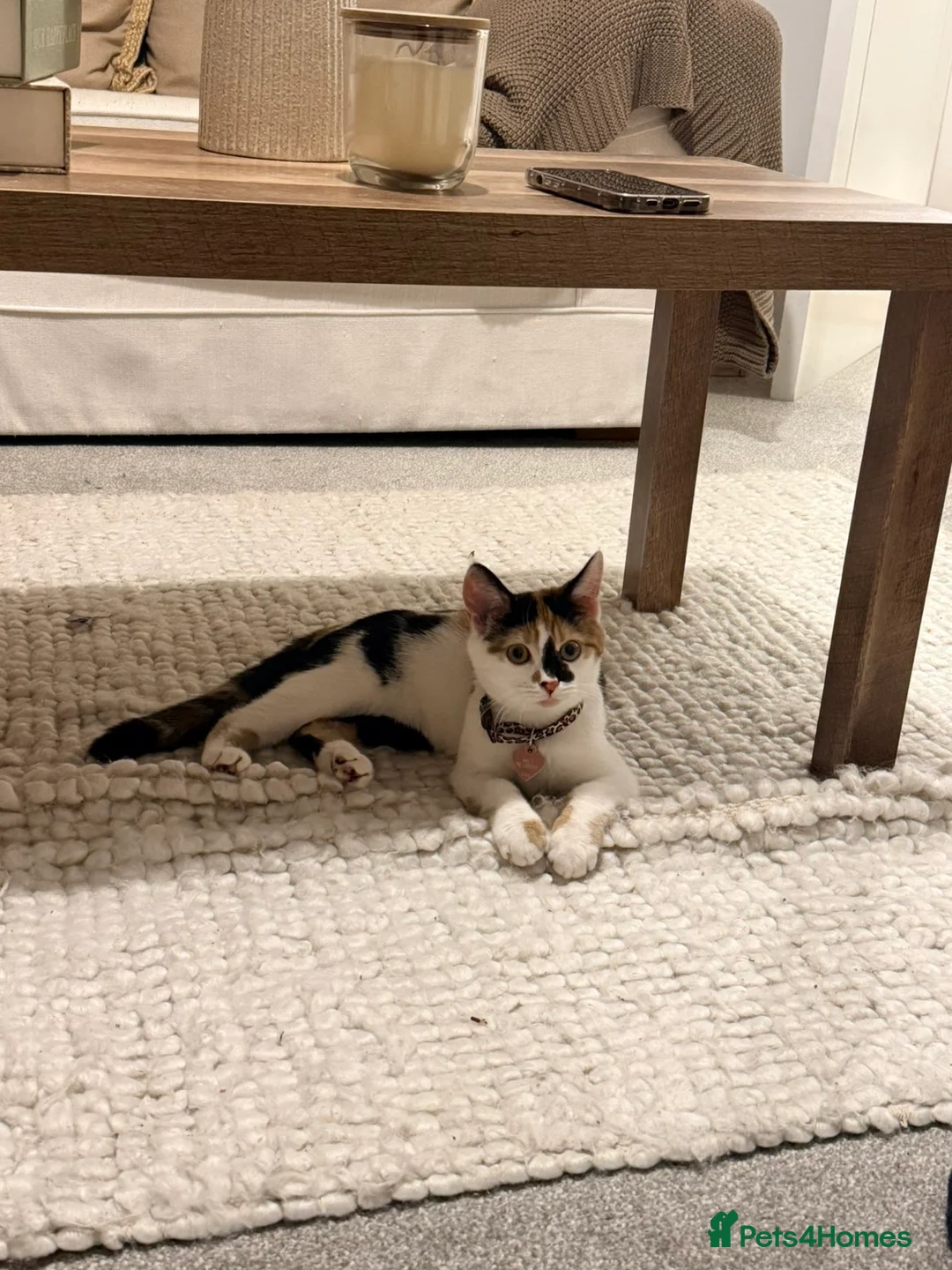 Mixed Breed cats for sale: Beautiful calico cat  - Advert 4