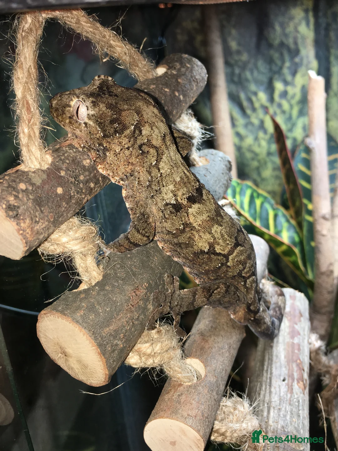 Gecko reptiles for sale: Chaos and Crested Gecko - Advert 2