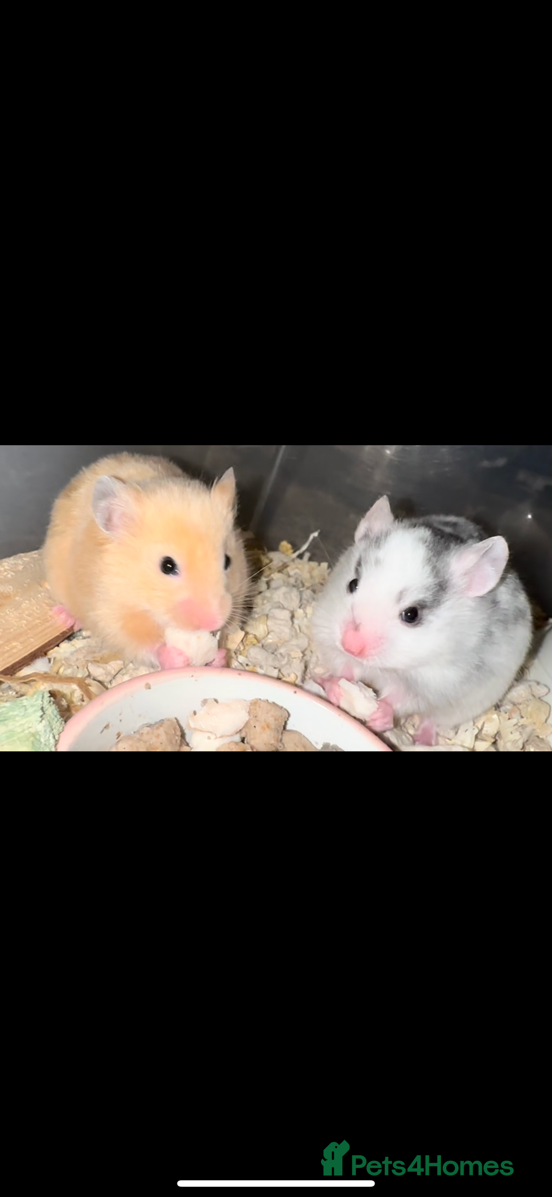Hamster rodents for sale: Baby hamsters  - Advert 23