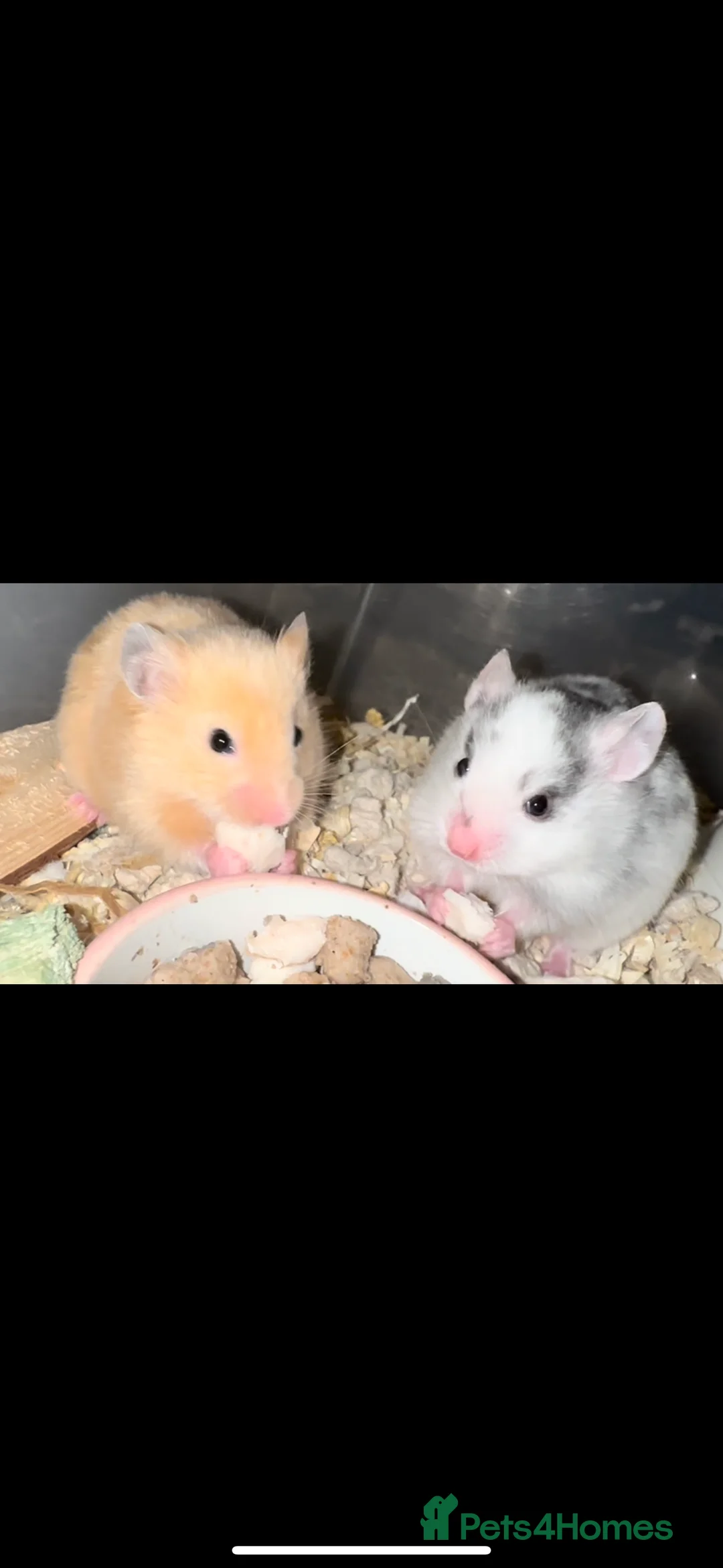 Hamster rodents for sale: Baby hamsters  - Advert 22