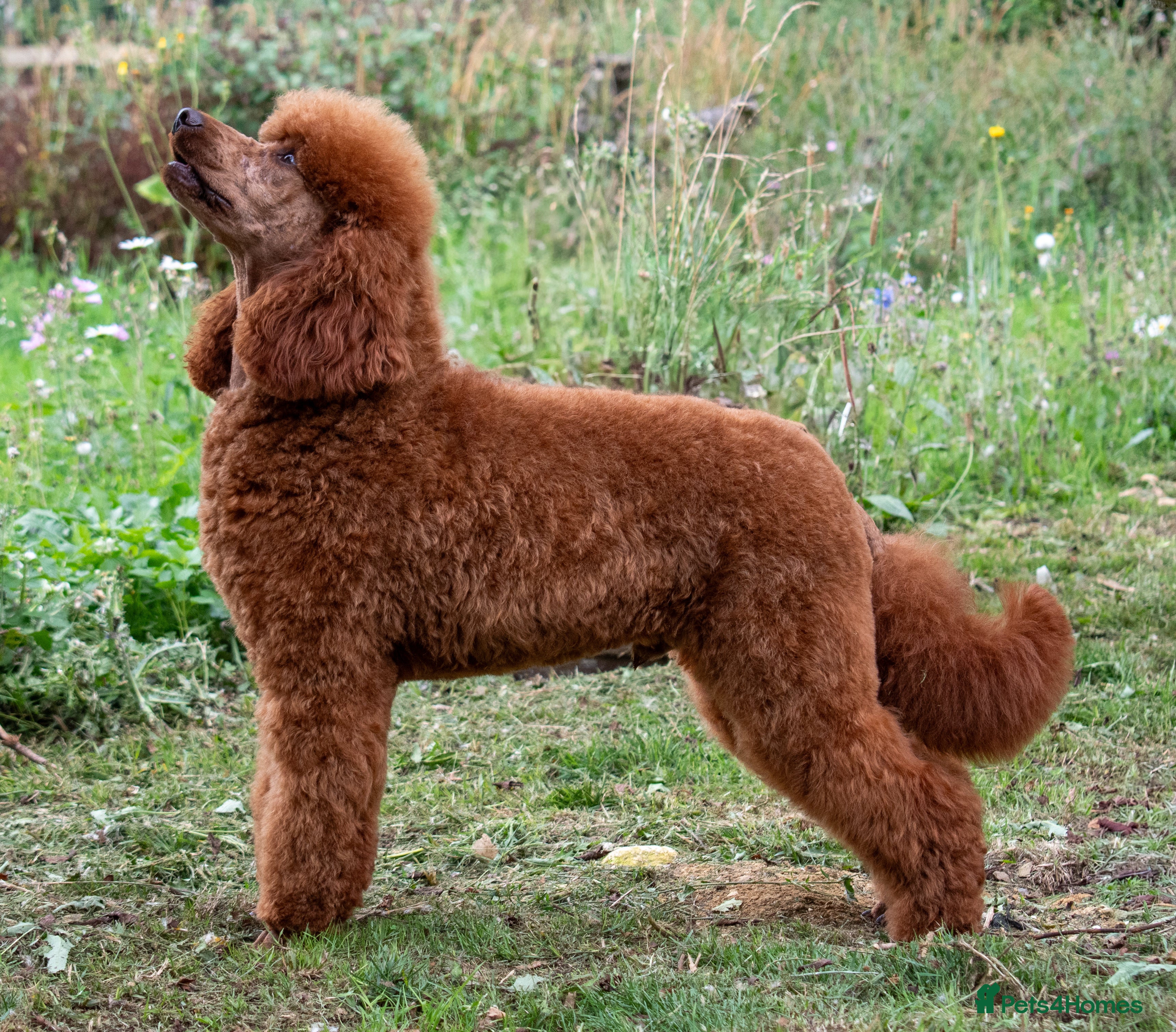 Miniature Poodle dogs KC Red Miniature Poodle For Stud  - Advert 11