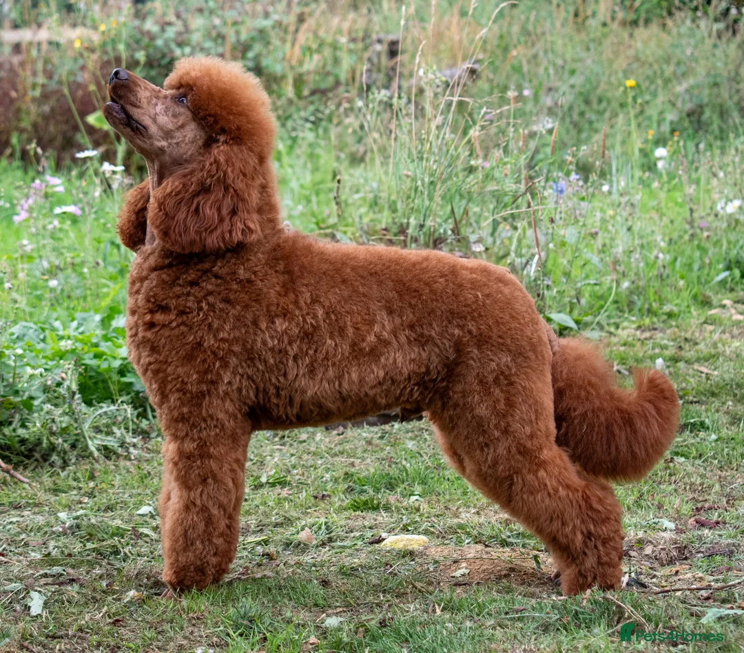 Miniature Poodle dogs for stud: KC Red Miniature Poodle For Stud  - Advert 1