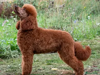 Miniature Poodle dogs KC Red Miniature Poodle For Stud - Advert 11