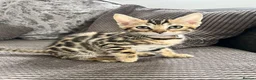 Bengal cats for sale: Stunning full pedigree registered bengal kittens  - Advert 18