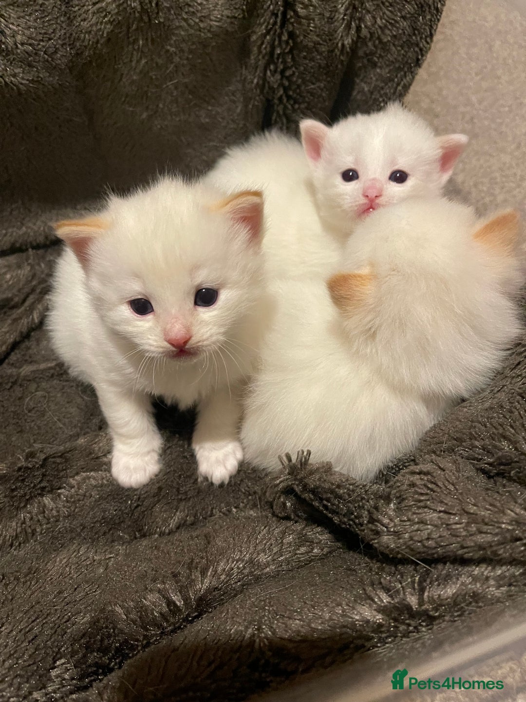 Ragdoll cats for sale: DoB:18/7/25& 14/11/25 Ragdoll Kittens Purebred - Advert 14
