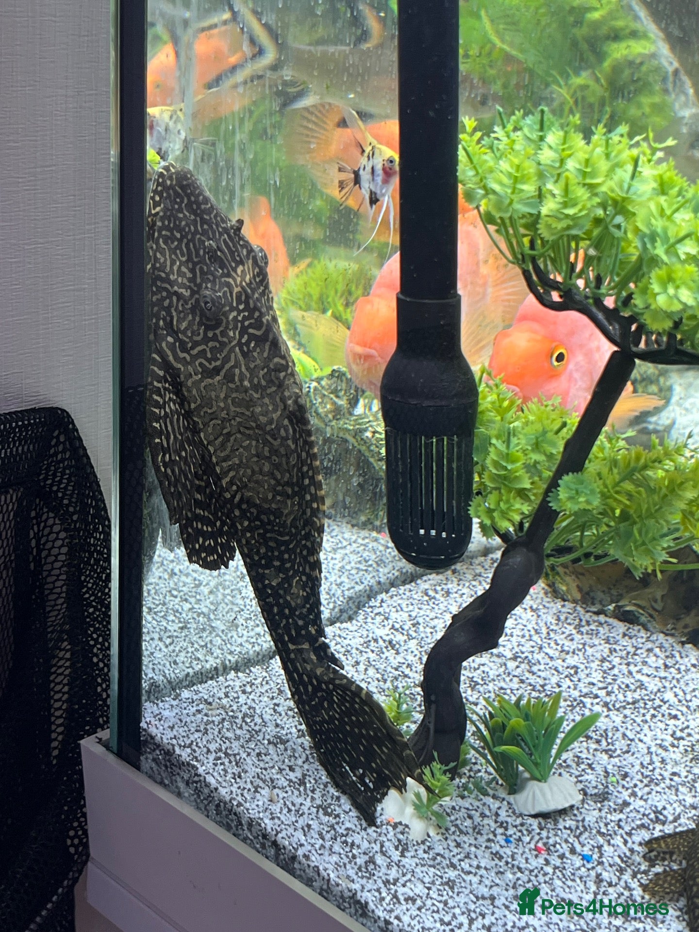 Plecos fish 9 inch pleco for sale - Advert 1