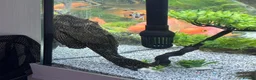 Plecos fish for sale: 9 inch pleco for sale - Advert 1