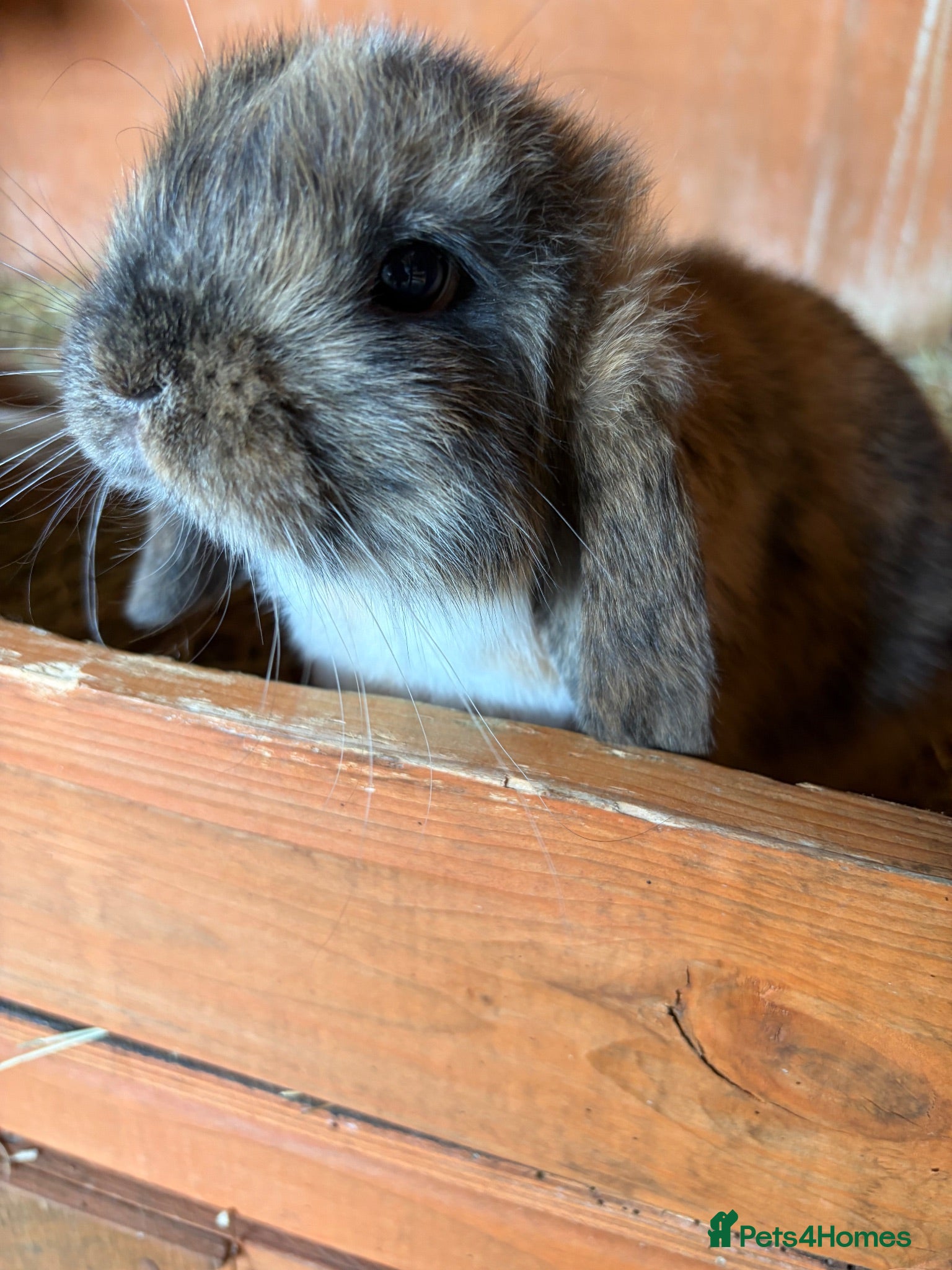 Mini Lop rabbits Last little girl left - Advert 1