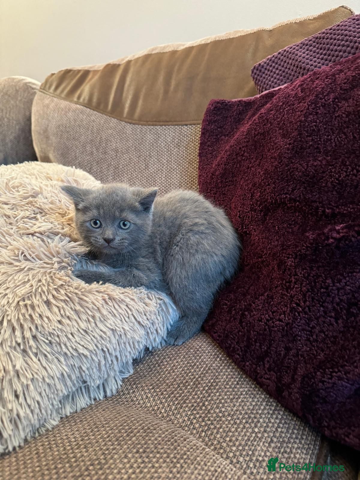 Mixed Breed cats One male British shorthair kitten available  - Advert 15
