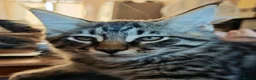 Maine Coon cats for sale: Stuning Maine Coone kittens - Advert 14