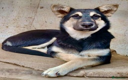 German Shepherd dogs for adoption: Luna – Left to Freeze, But Still Held On - Image 3