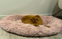 Pomeranian dogs for sale: Beautiful 6-Month-Old Pomeranian Girl for Sale  - Image 1