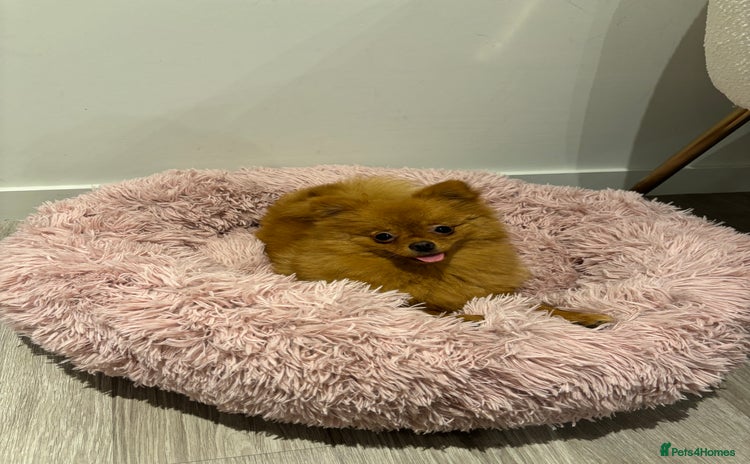 Pomeranian dogs - Advert 7