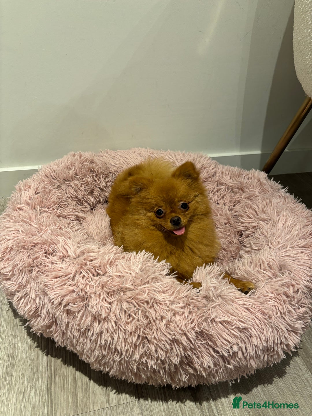 Pomeranian dogs for sale: Beautiful 6-Month-Old Pomeranian Girl for Sale  - Image 1