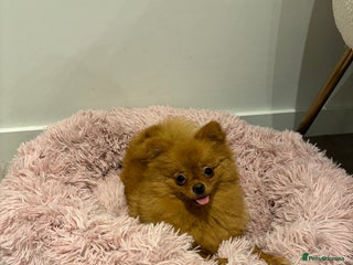Pomeranian dogs - Advert 7