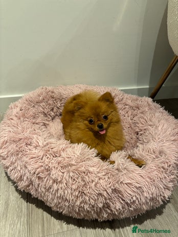 Pomeranian dogs - Advert 1