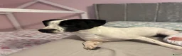 Staffordshire Bull Terrier dogs for sale: Harry💚 - Advert 4