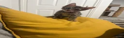 Bengal cats for sale: Pure Bred Bengal Male  - Advert 10