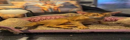 Abyssinian cats for sale: Five Abyssinian kittens with lots of love to give - Advert 12
