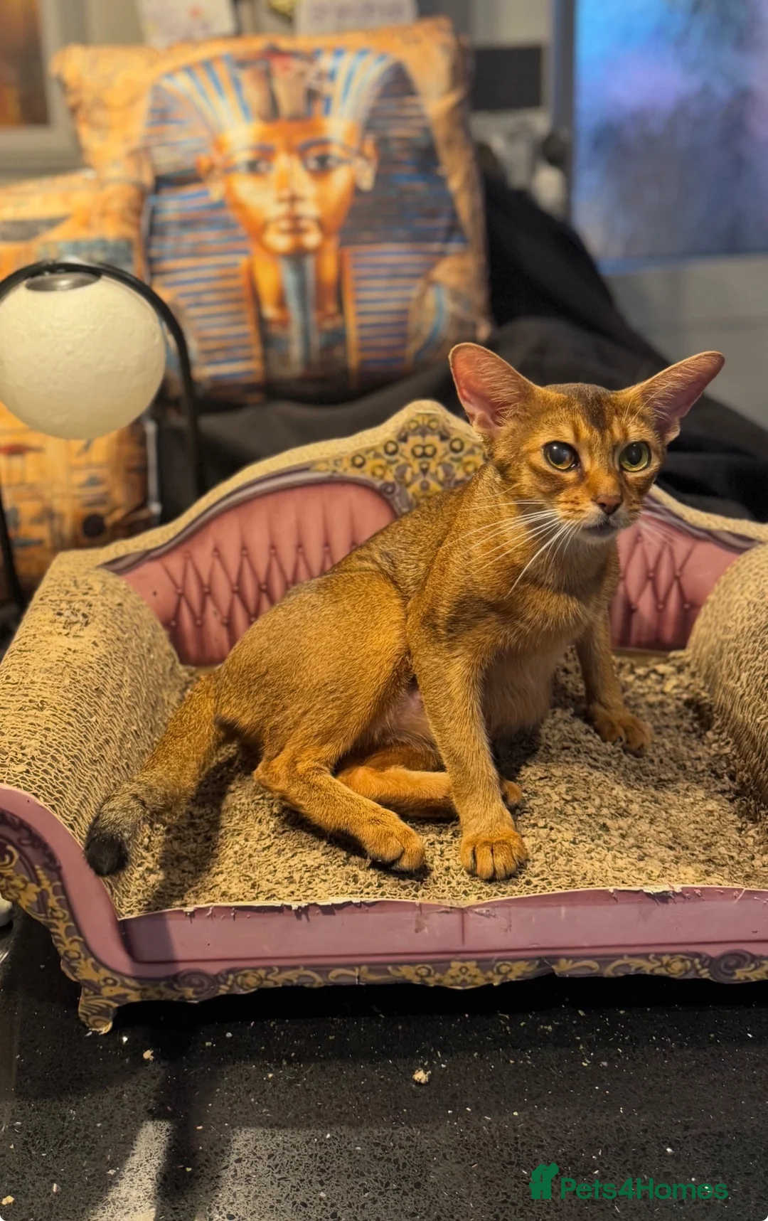 Abyssinian cats for sale: Five Abyssinian kittens with lots of love to give - Advert 12