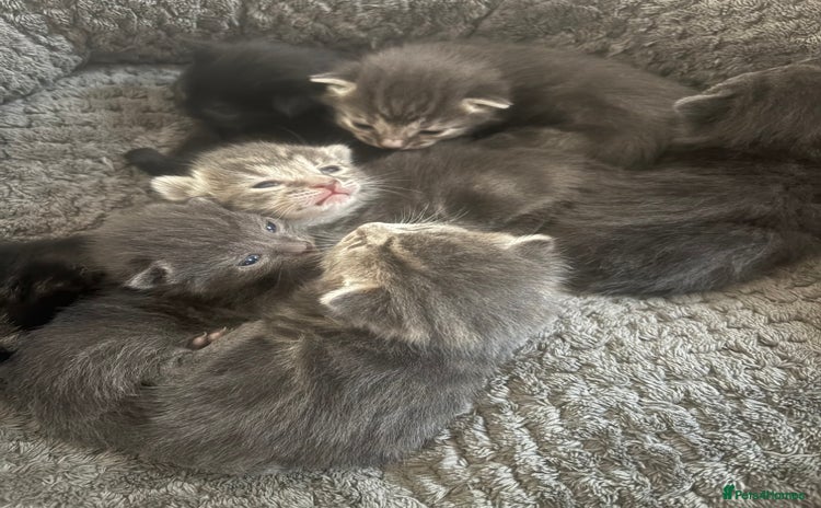 Mixed Breed cats - Advert 7