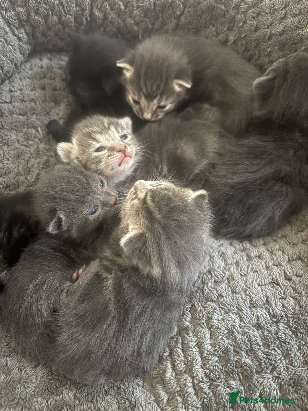 Mixed Breed cats for sale: Gray tabby & black kittens  - Image 1