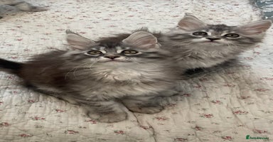 Maine Coon cats - Advert 2