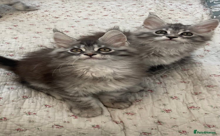 Maine Coon cats - Advert 12