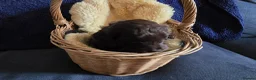 Cockapoo dogs for sale: Stunning homebred cockapoos - Advert 8