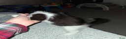 Scottish Fold cats for sale: Part scottish fold kittens  in Newbury - Advert 13