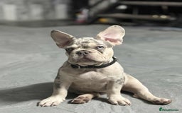French Bulldog dogs for sale: Rare-Coloured Purebred French Bulldog Puppy  - Image 2