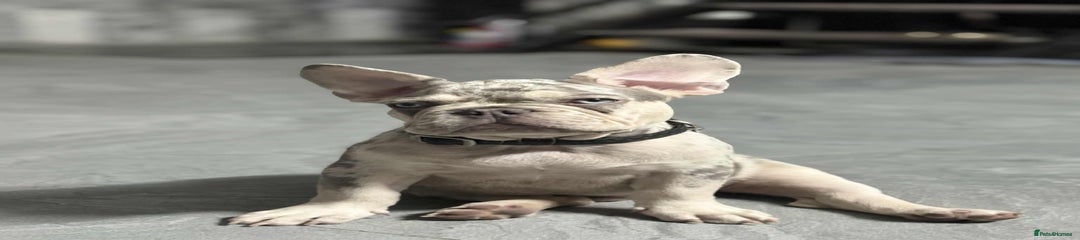 French Bulldog Puppy 1