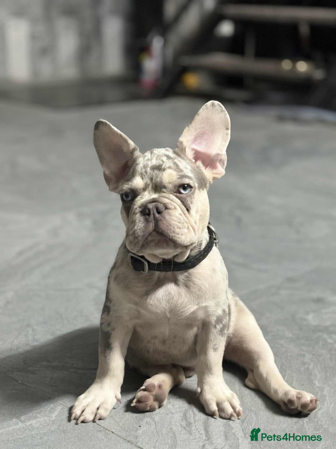 French Bulldog dogs for sale: Rare-Coloured Purebred French Bulldog Puppy  - Image 2
