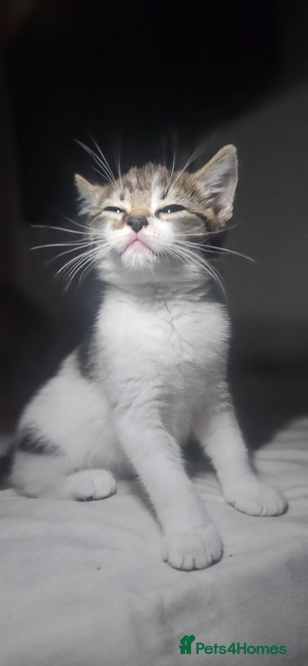 Mixed Breed cats for sale: 2 adorable female kittens in Bilston - Advert 9