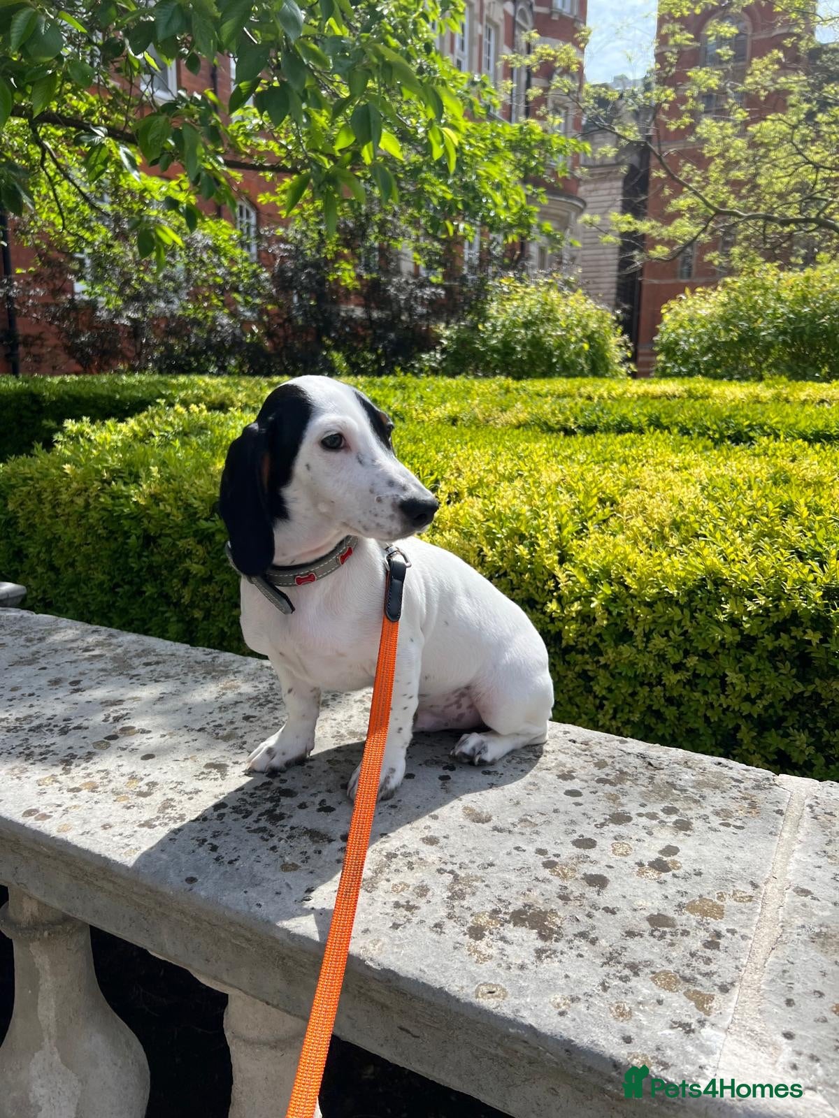 Dachshund dogs Amazing dachshund boy in Kensington  - Advert 6