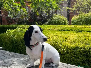Dachshund dogs Amazing dachshund boy in Kensington - Advert 6