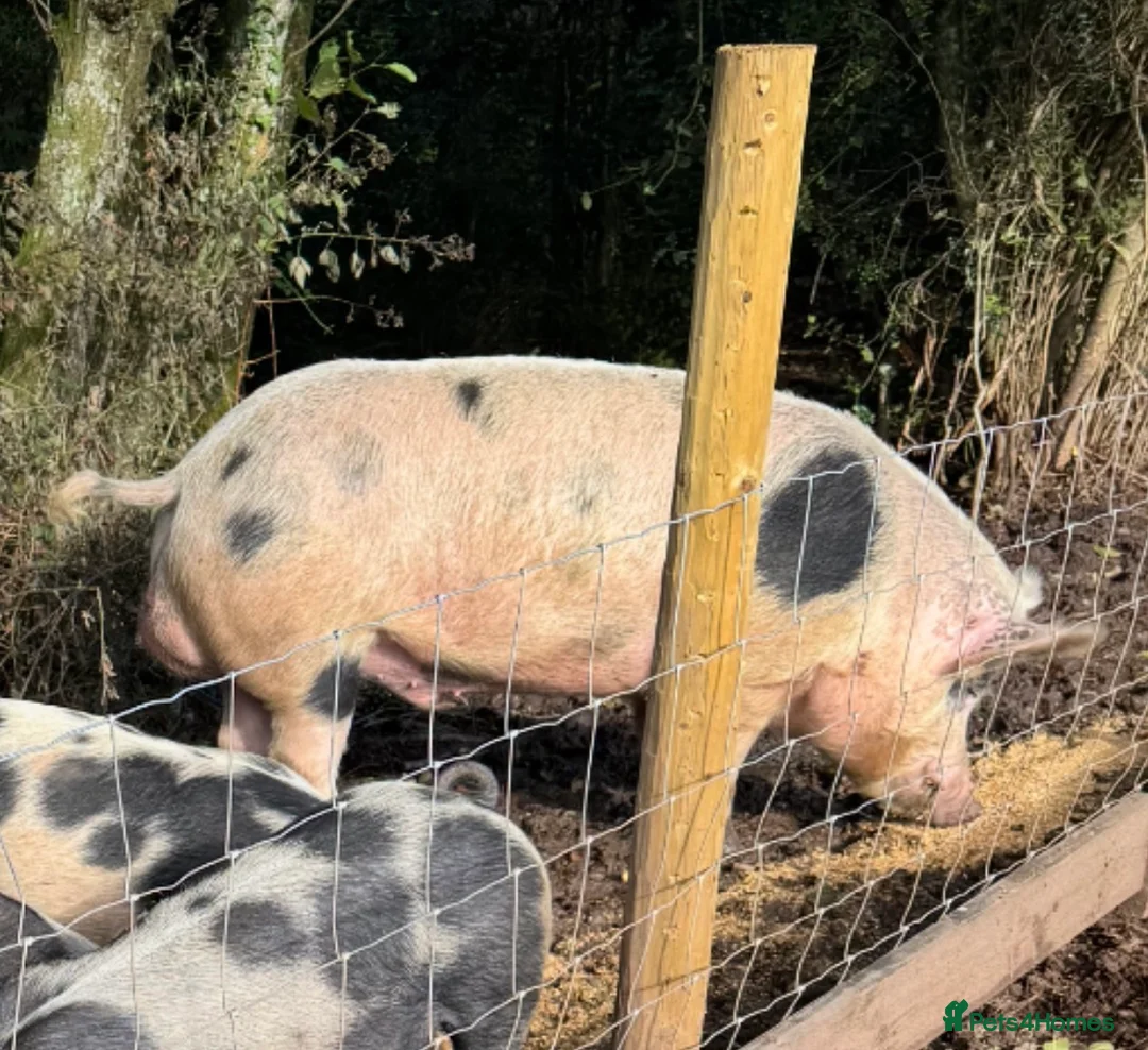 Pig livestock for sale: Proven pietrain boar - Advert 1