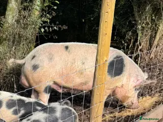 Pig livestock Proven pietrain boar - Advert 16