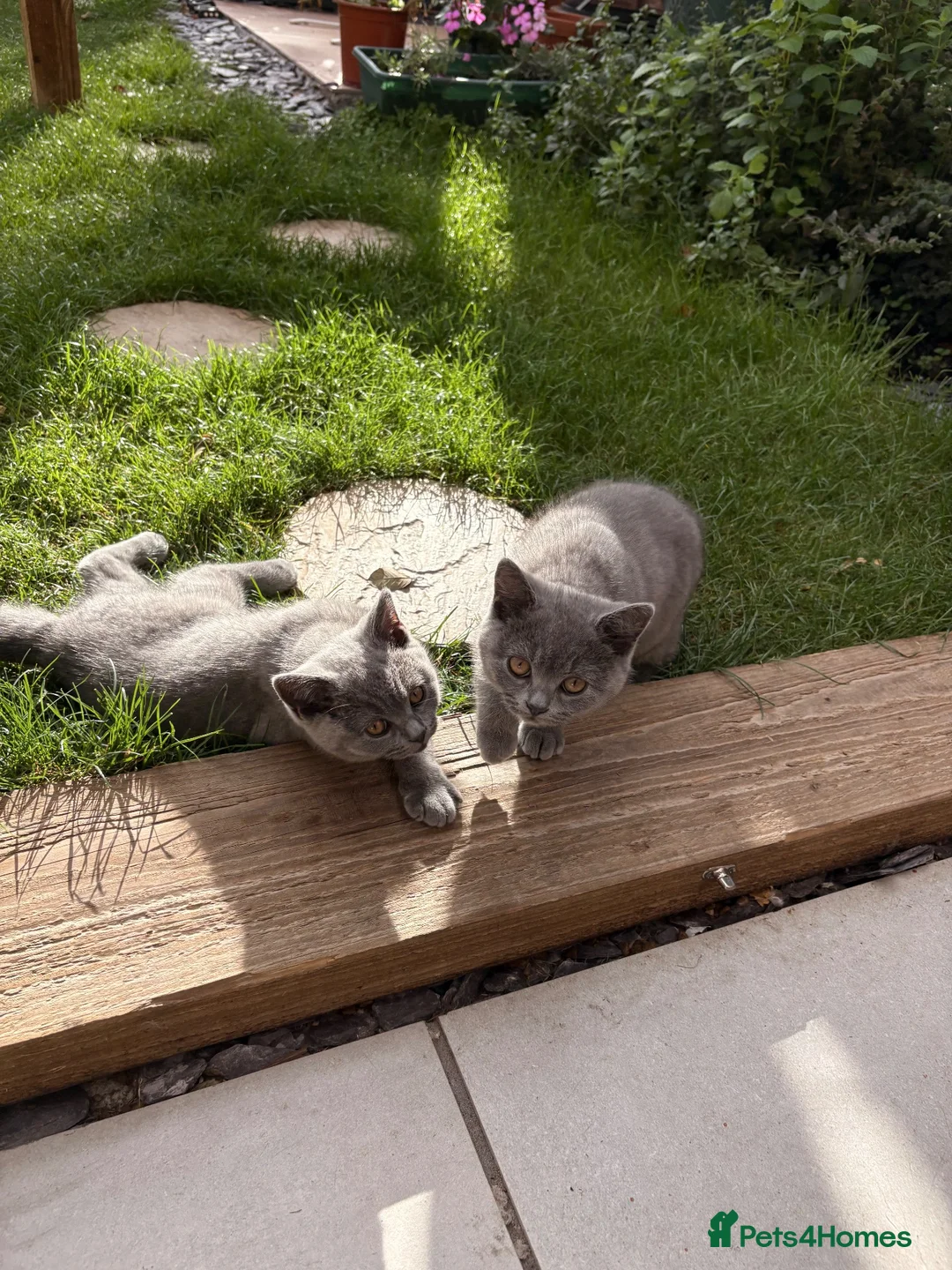 British Shorthair cats for sale: Last 2 Boys Blue British Shorthair Kittens - Advert 2