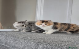 Persian cats for sale: 5 long haired kittens for sale - Image 5