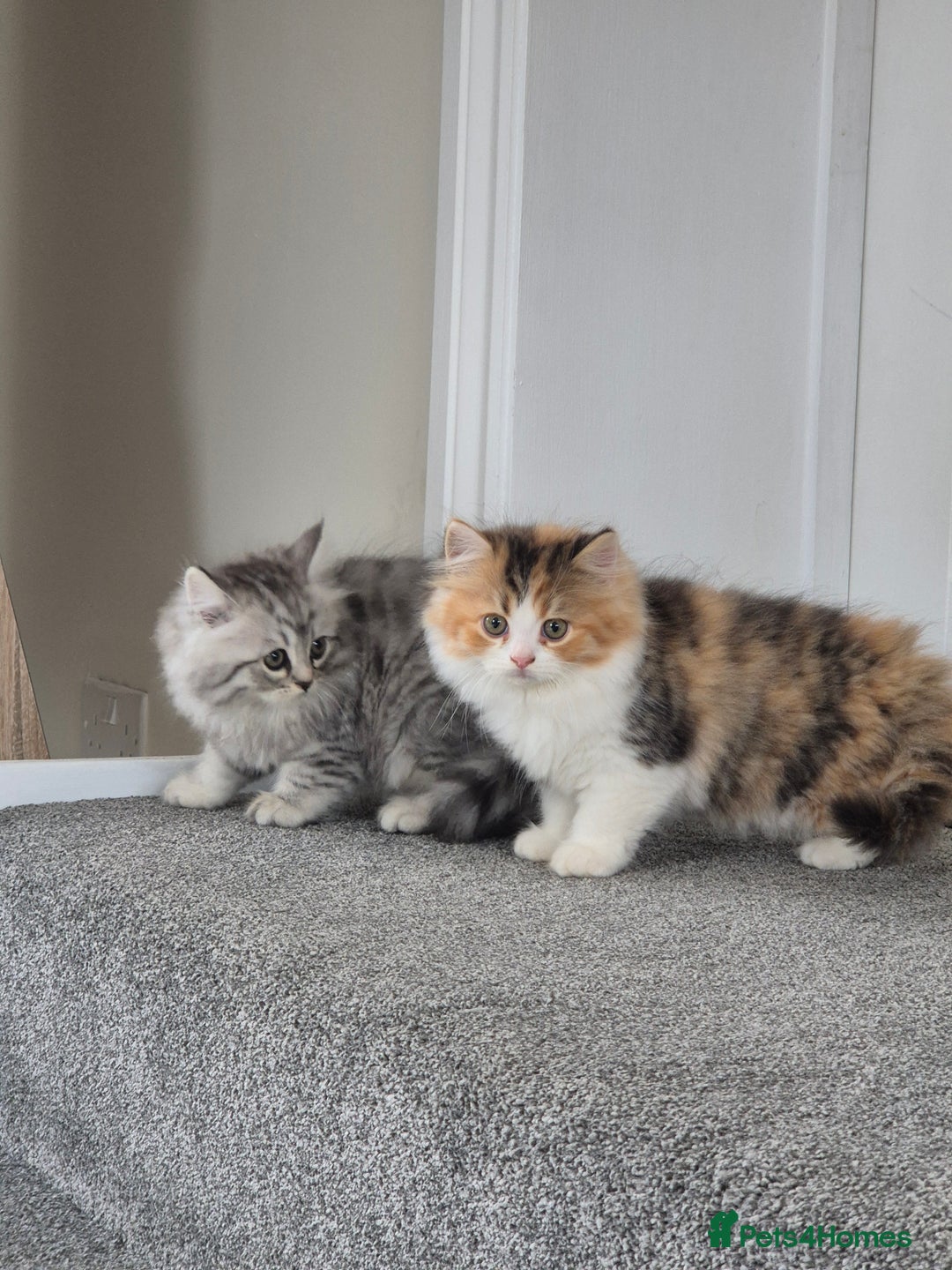 Persian cats for sale: 5 long haired kittens for sale - Image 5