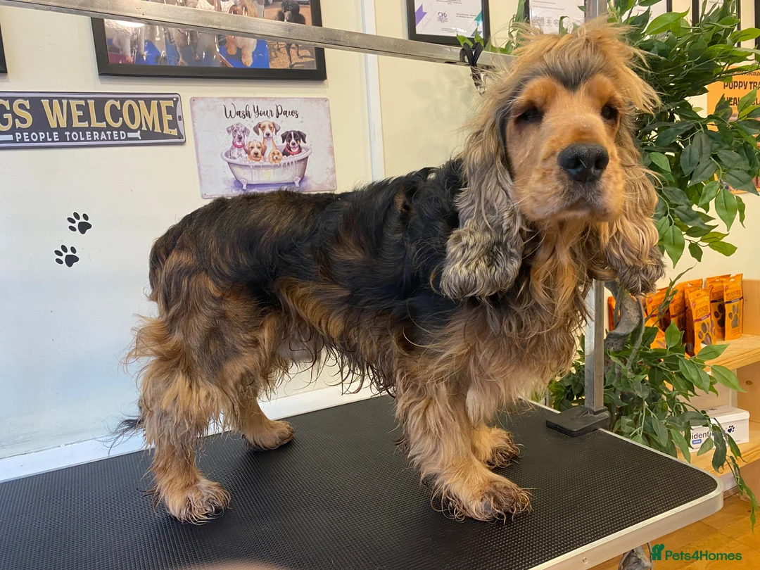 Cocker Spaniel dogs for stud: Cocker Spaniel Stud Dog - Advert 2