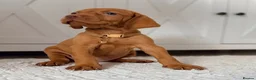 Hungarian Vizsla dogs for sale: Little Hungarians, Big ♥️ RKC Vizsla Puppies - Advert 5