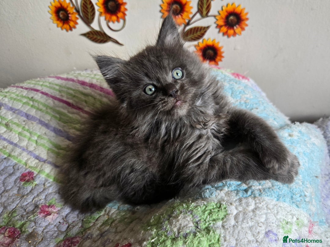 Maine Coon cats for sale: Stunning GCCF Maine Coon kittens  - Image 11