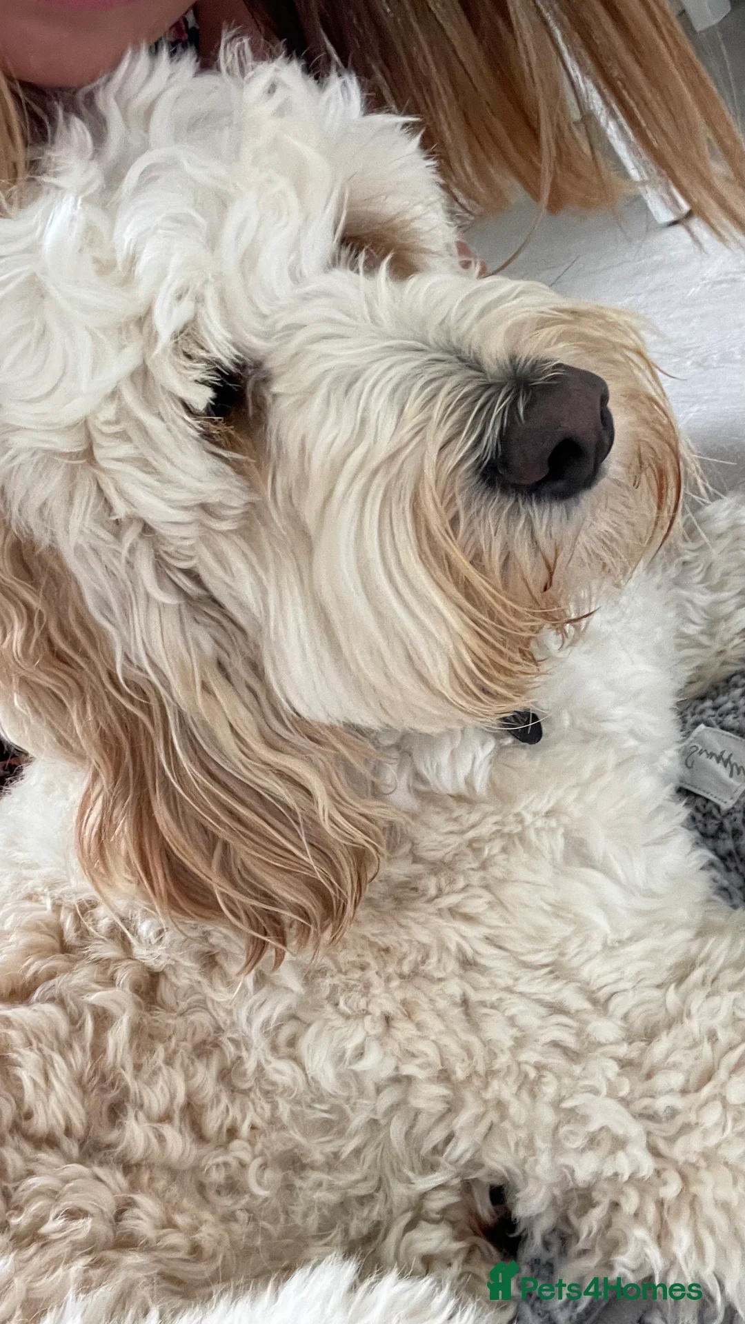 Labradoodle dogs for stud: Australian Labradoodle Stud (Health Tested) in Great Yarmouth - Advert 2