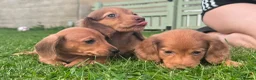 Miniature Dachshund dogs for sale: Red long hair miniature daschund puppies - Advert 9
