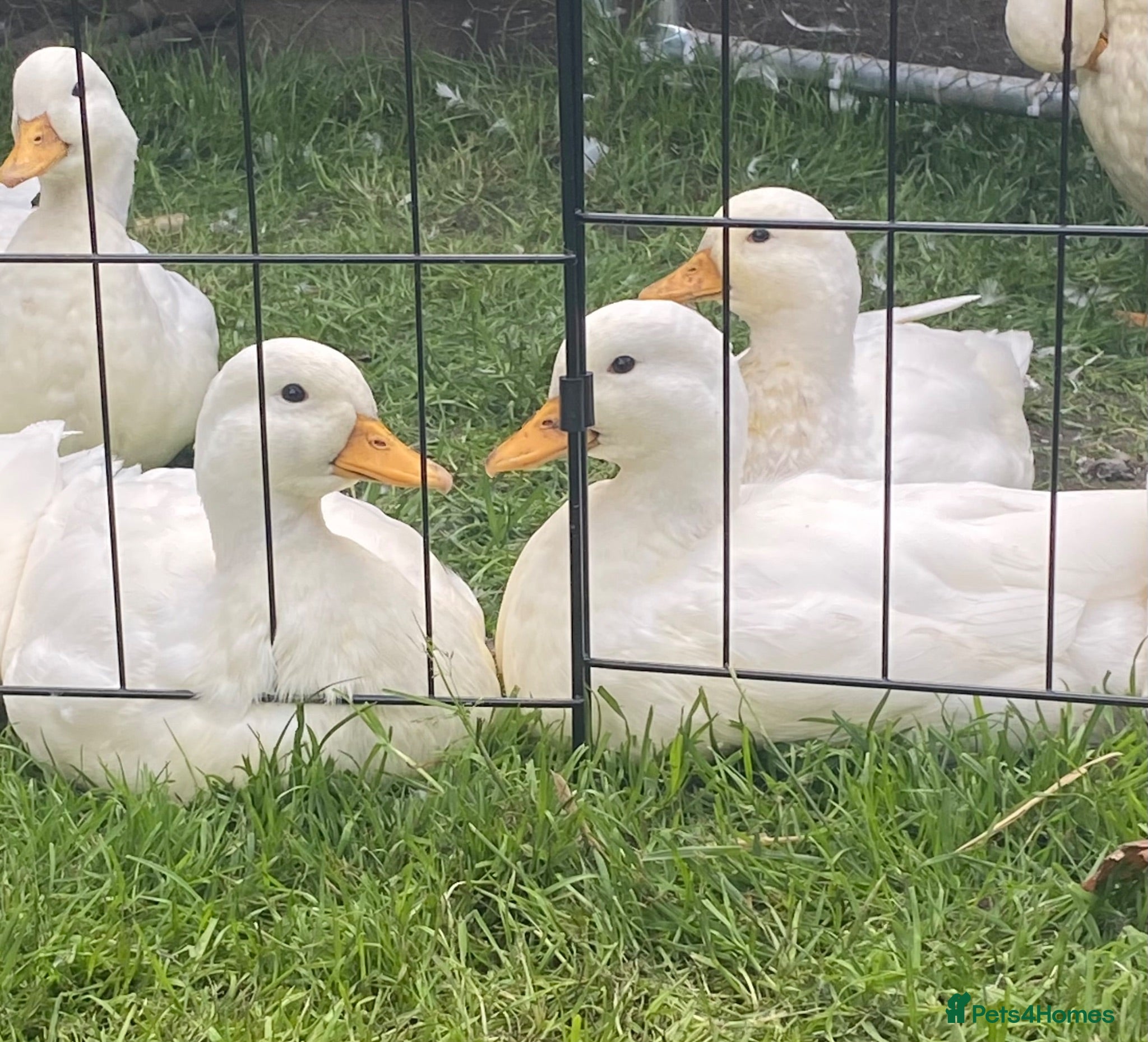 Ducks poultry 8x pure white Call Ducks - Advert 8