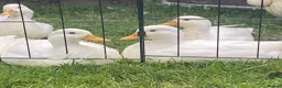 Ducks poultry for sale: 8x pure white Call Ducks in Warrington - Advert 1