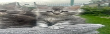 Maine Coon 3