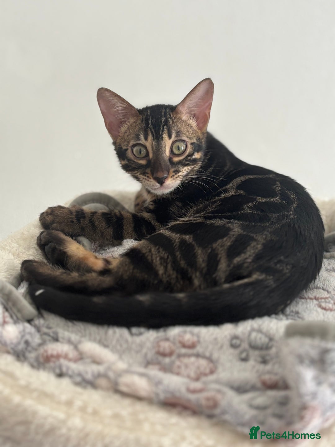 Bengal cats for sale: 🖤 TICA REGISTERED 🔥 ONLY 1 LEFT 🩶  - Image 33